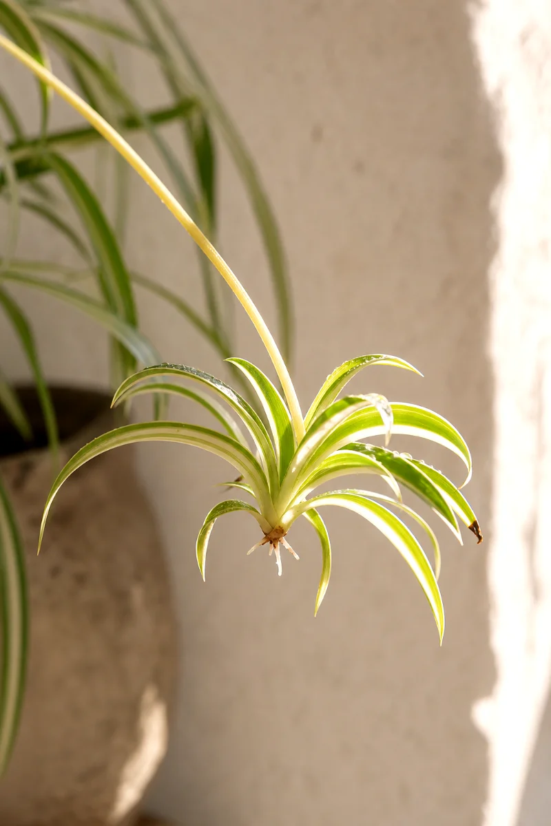 spider-plant-baby-plantlet-spiderette-roots