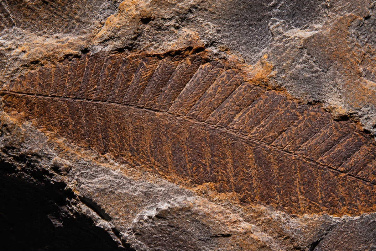 gigantopterids