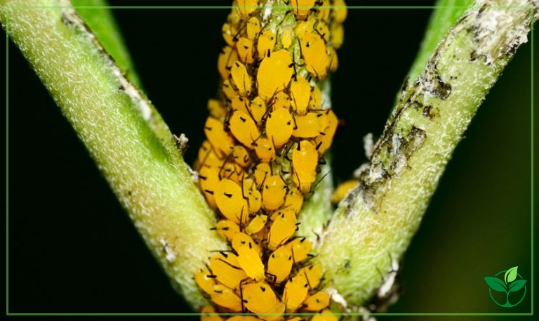 How to Get Rid of Tiny Yellow Bugs? - Plant Index