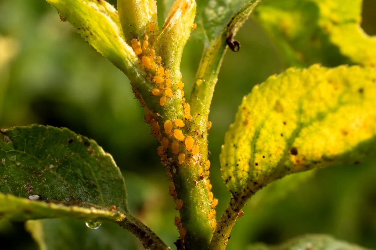 tiny-yellow-bugs-aphids-on-plant