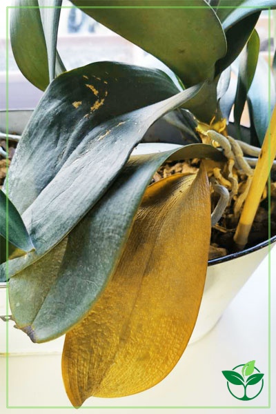 Why Are Orchid Leaves Turning Yellow Plant Index