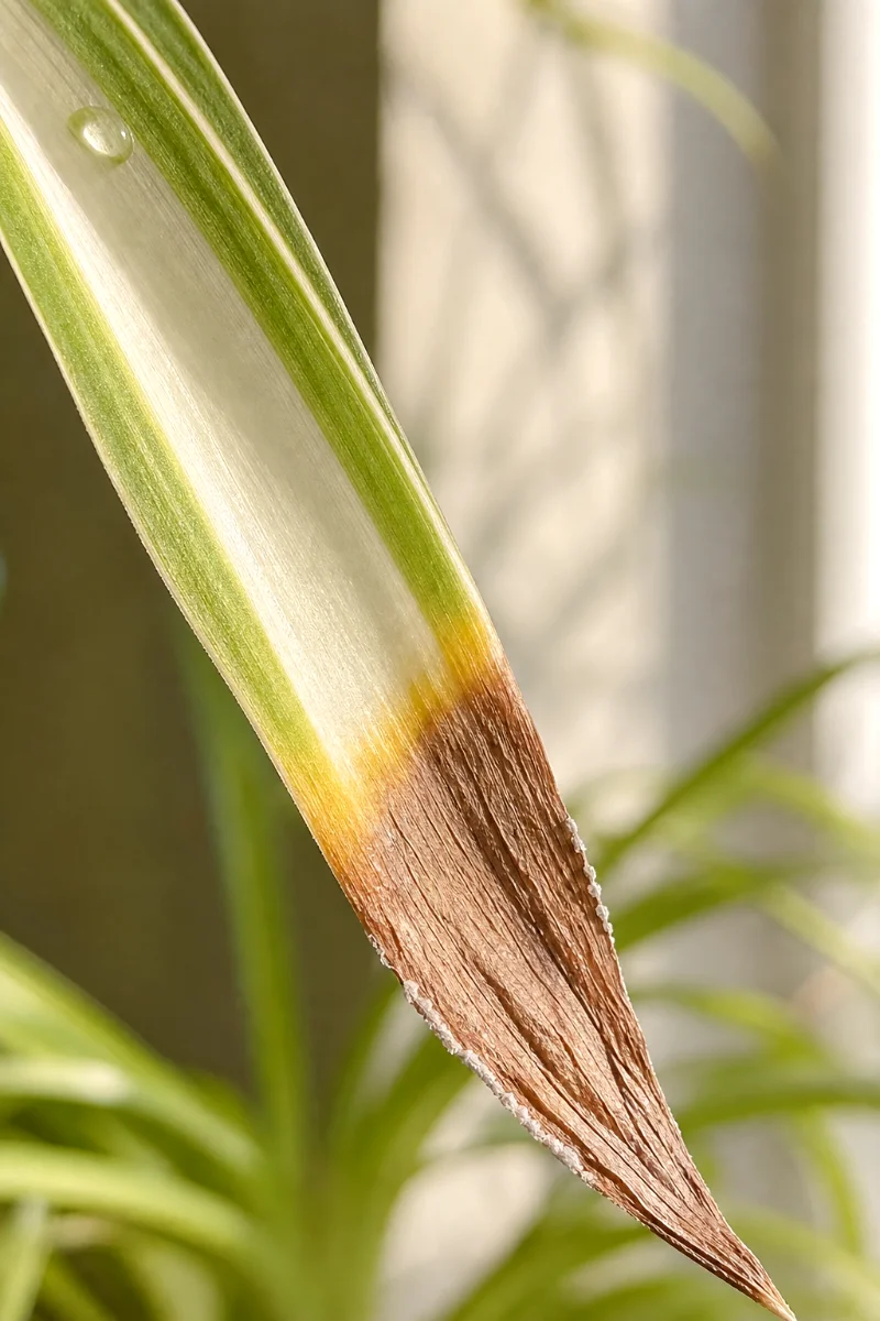 spider-plant-brown-leaf-tip-closeup