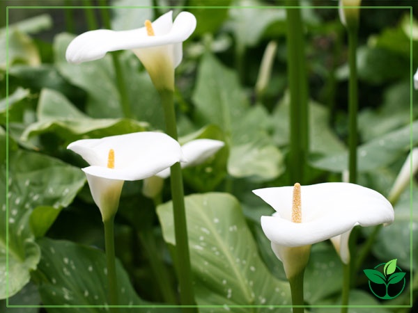 Calla Lily Care Growing Watering Flowering Propagation Plant Index
