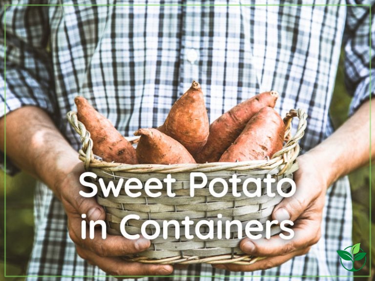 How to Grow Sweet Potato in Containers? Plant Index