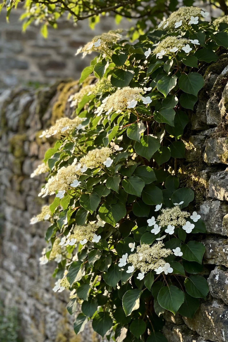 Climbing Hydrangeas (Hydrangea Petiolaris)