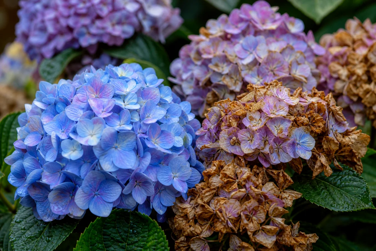 Hydrangea-Flowers-Lasting