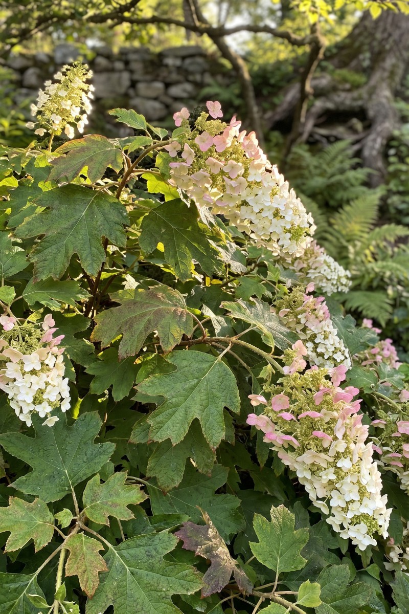 Oak Leaf Hydrangeas (Hydrangea Quercifolia)