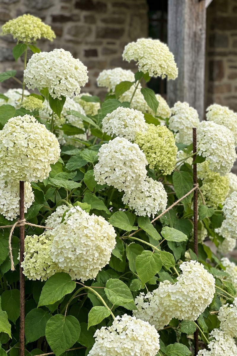 Smooth Hydrangeas (Hydrangea Arborescens)