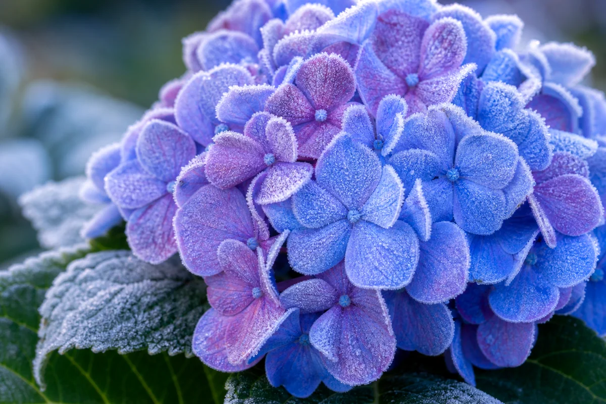 frosty-Hydrangea-flower