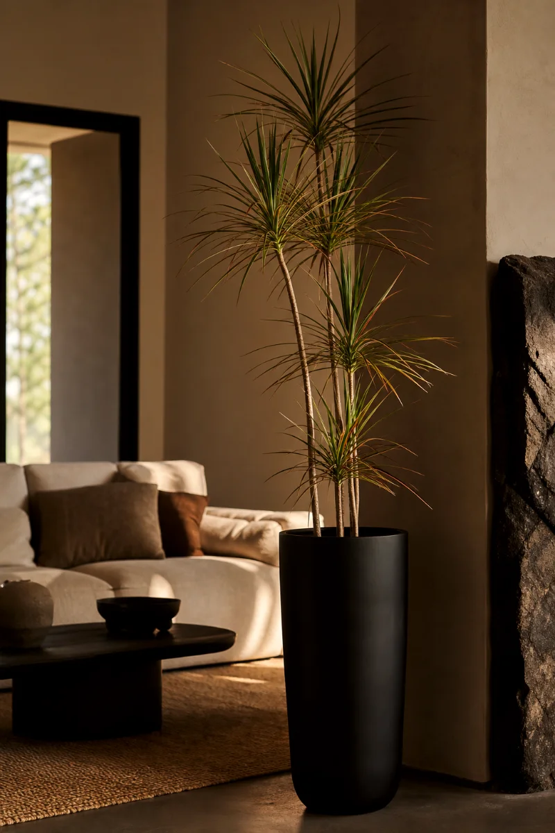 Dracaena-Marginata-Dracaena-reflexa-var-angustifolia