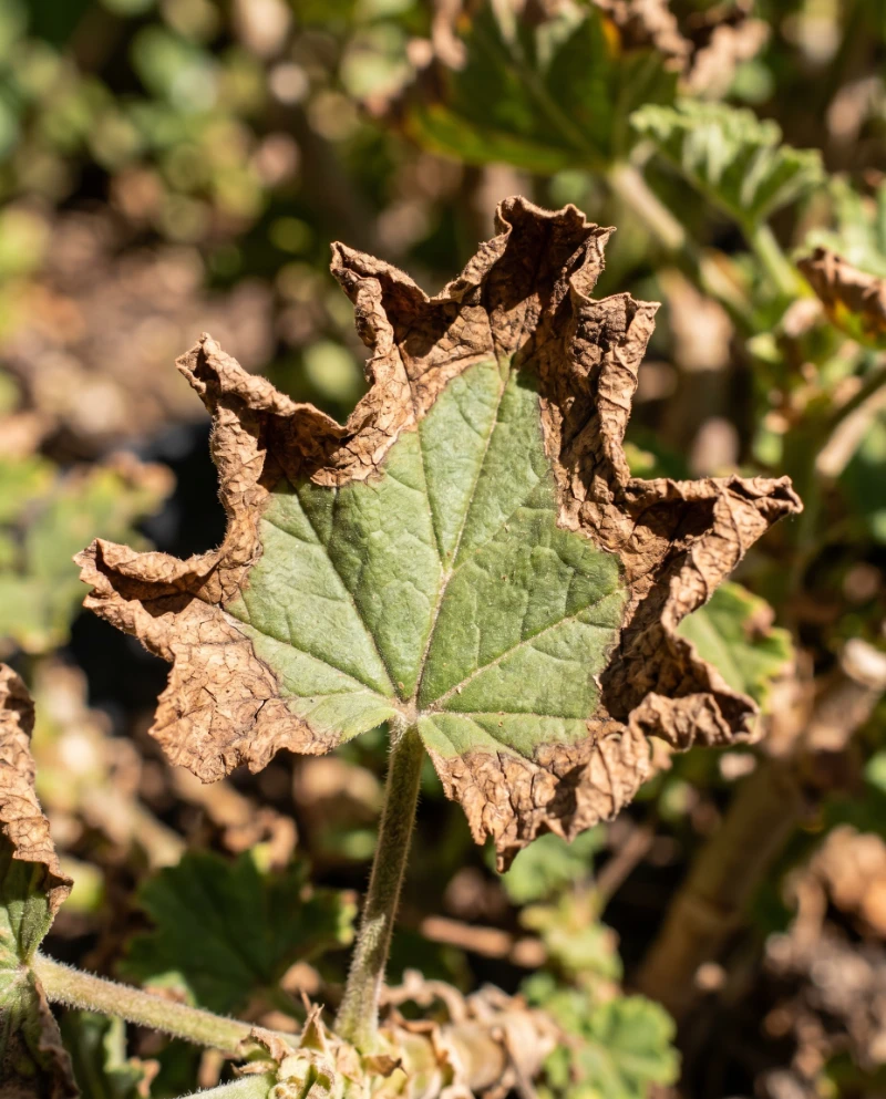 Geranium Brown & Crispy Leaves