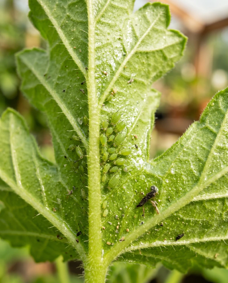 Geranium Leaf Aphids