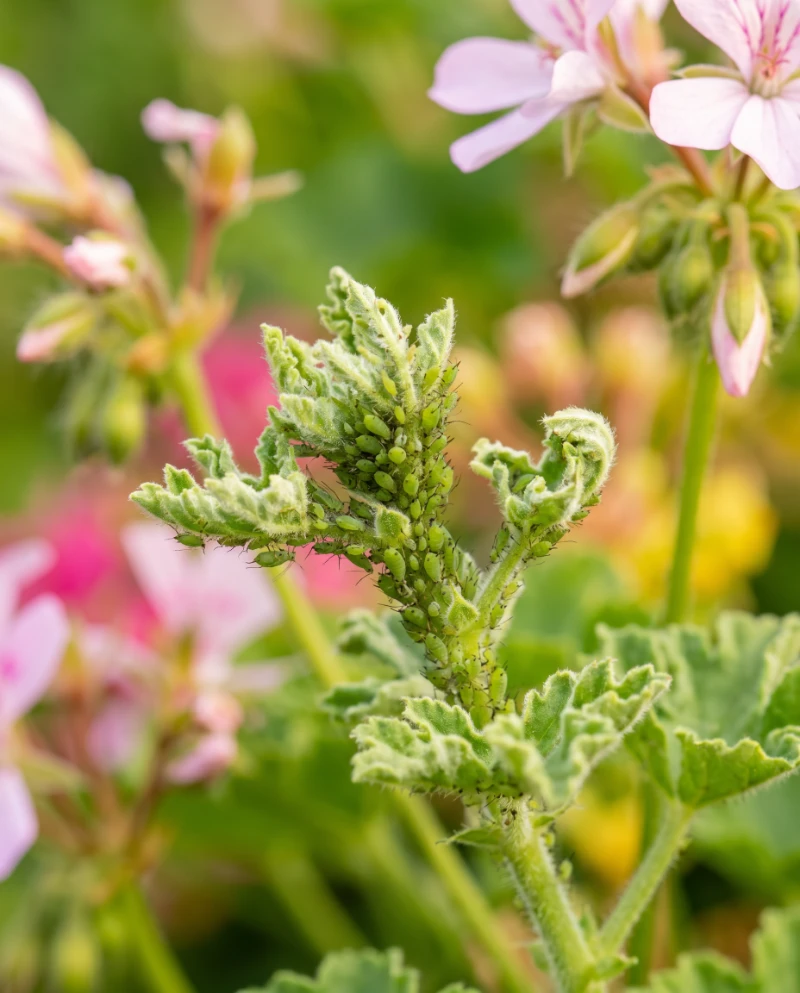 Green Fly Eat Geranium Leaf