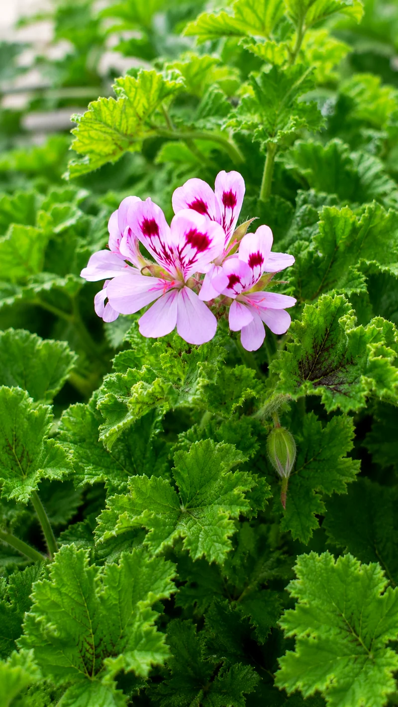 Royal-pelargonium