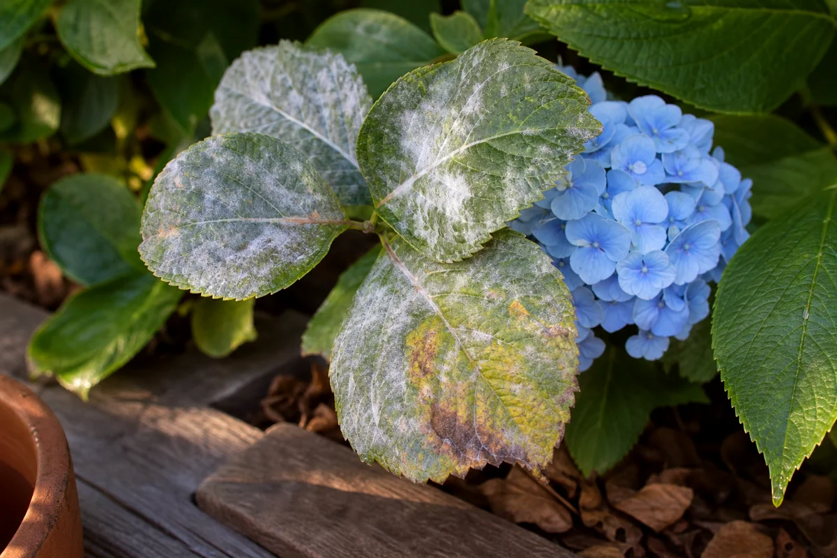 white-powder-powdery-mildew-hydrangea
