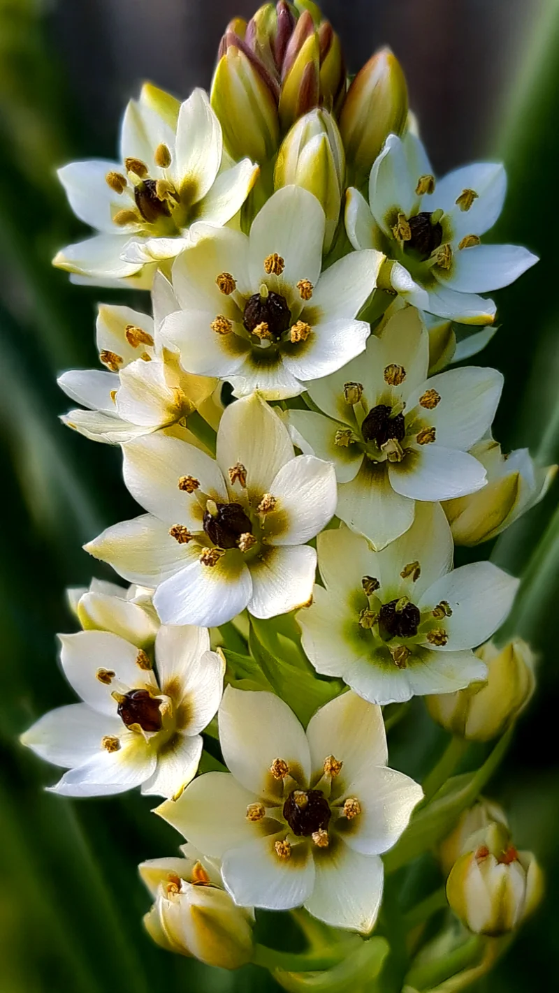 Chincherinchee