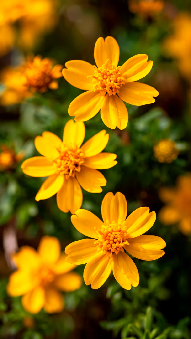 Golden Star