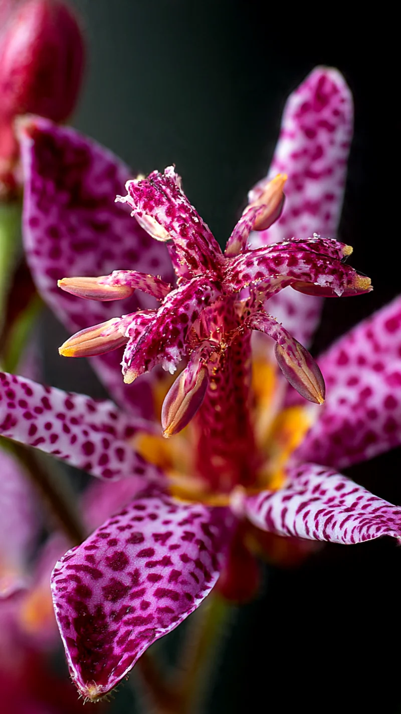 Japanese Toad Lily