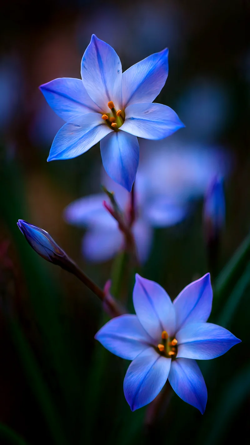 Spring Starflower