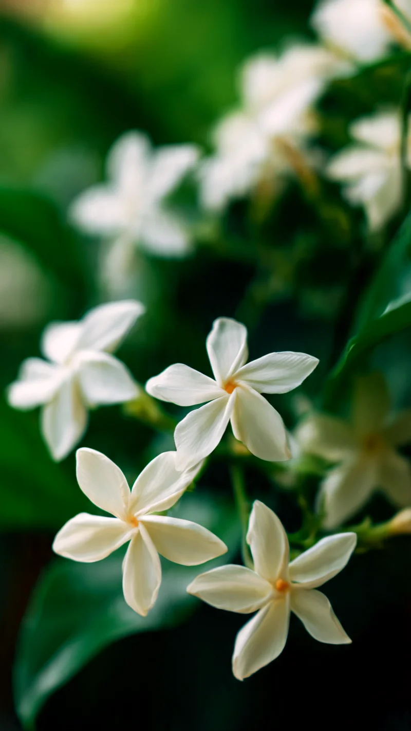 Star Jasmine