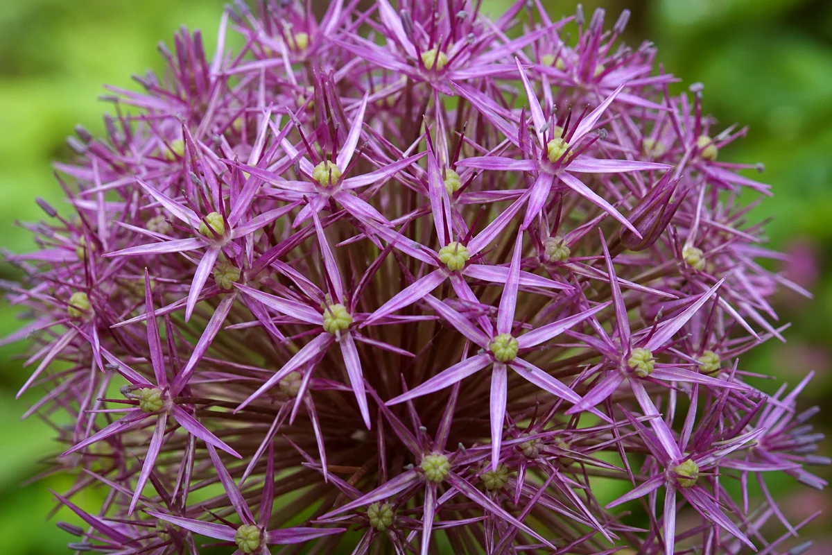Star-Shaped Flowers