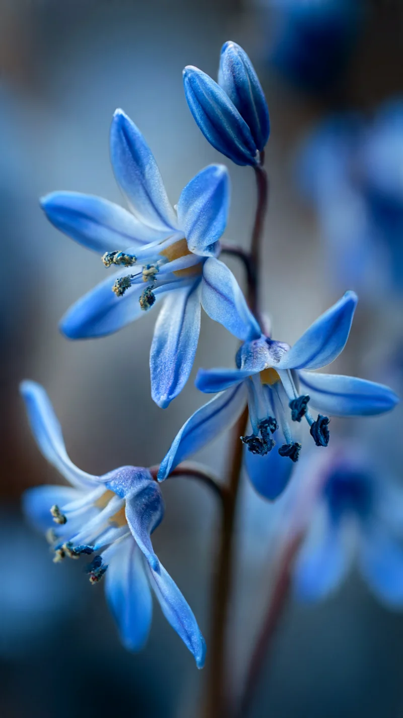 Two-leaf Squill (Alpine Squill)