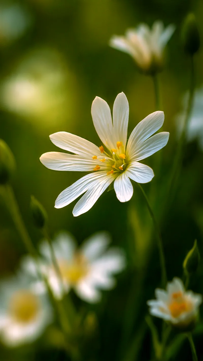 Wood Stitchwort