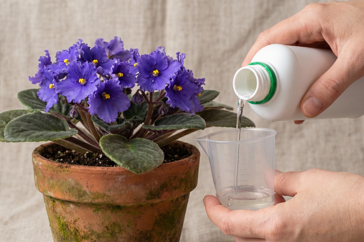 best liquid fertilizer african violets