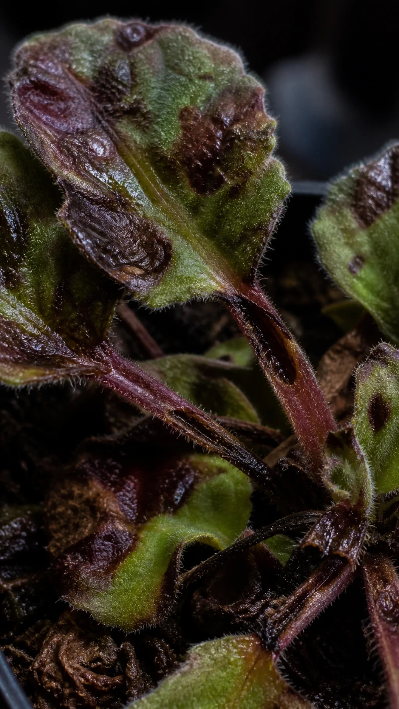 African Violet Bacterial Blight (Erwinia chrysanthemi)
