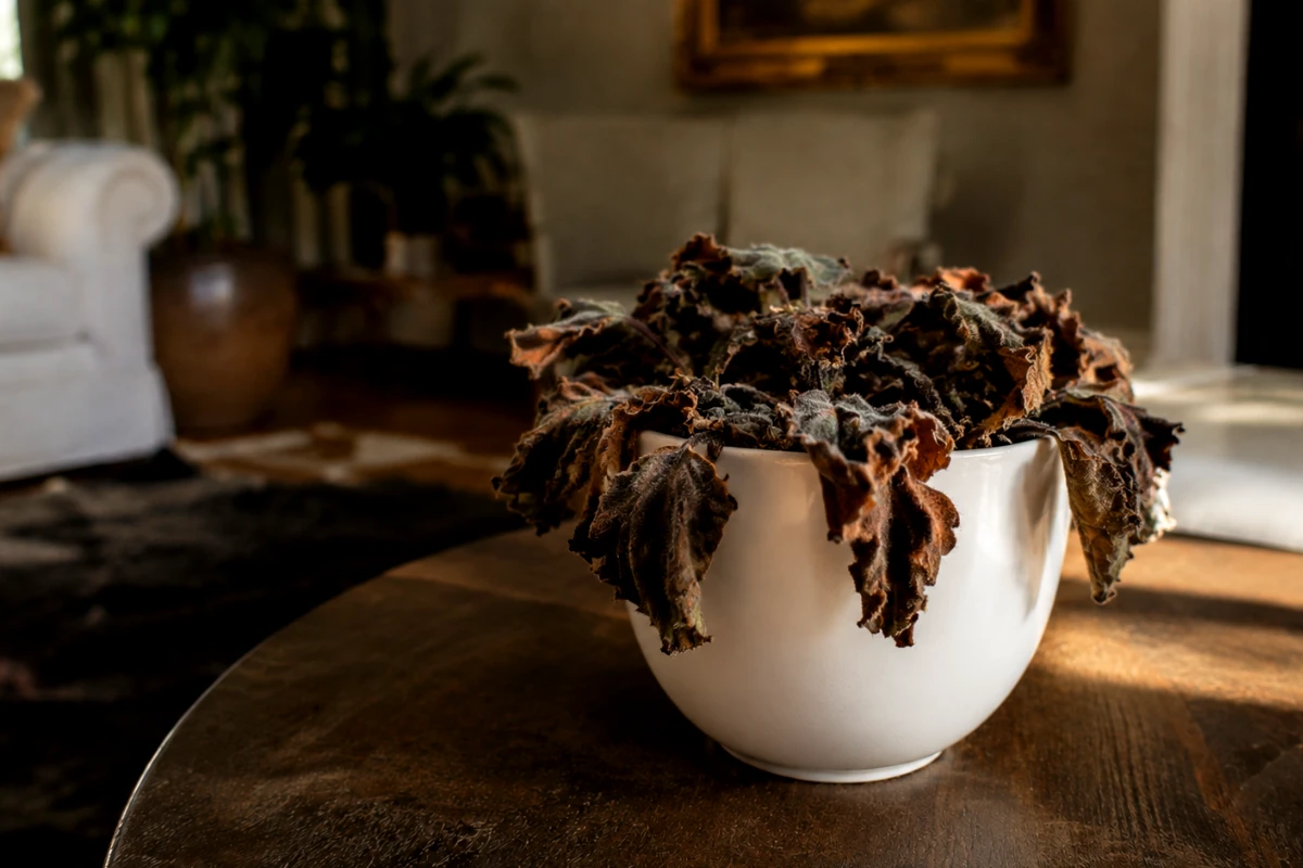 African Violet Diseases