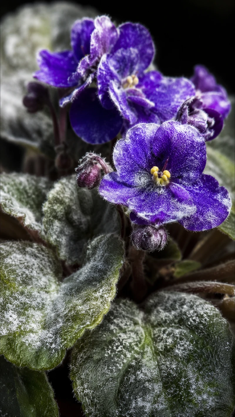 African violet Powdery Mildew (Oidium spp.)