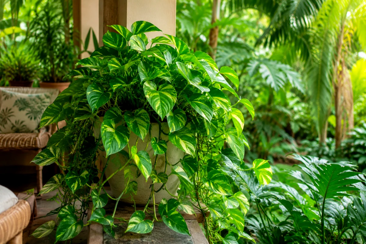 Grow Pothos Outside