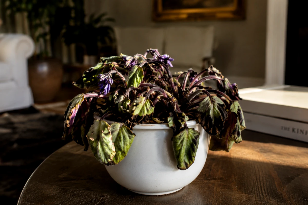 How to Bring an African Violet Back to Life