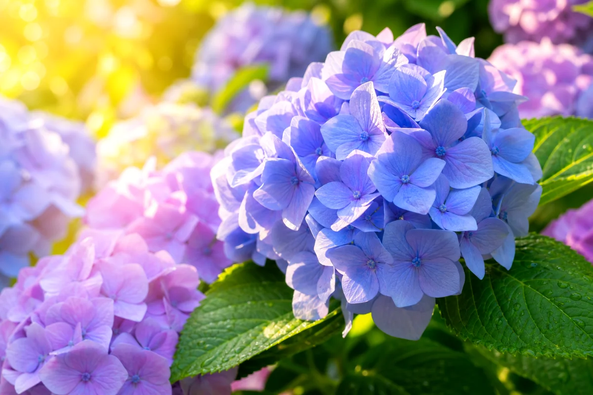 Hydrangeas-morning-sun