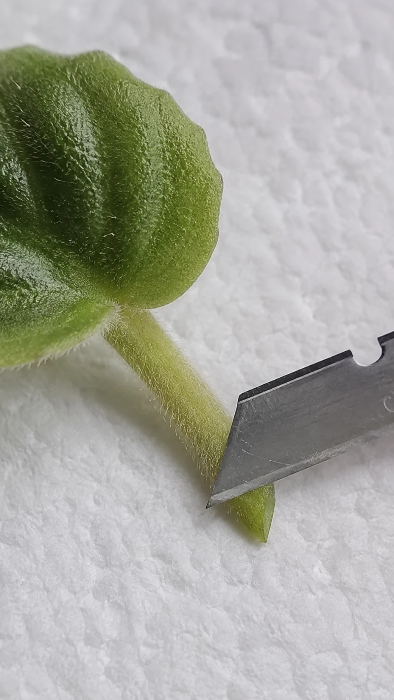 African Violet Leaf Cutting