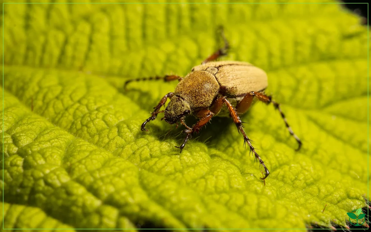 American Rose Chafer