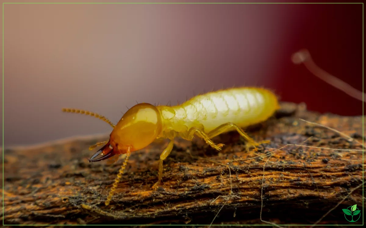 Termite
