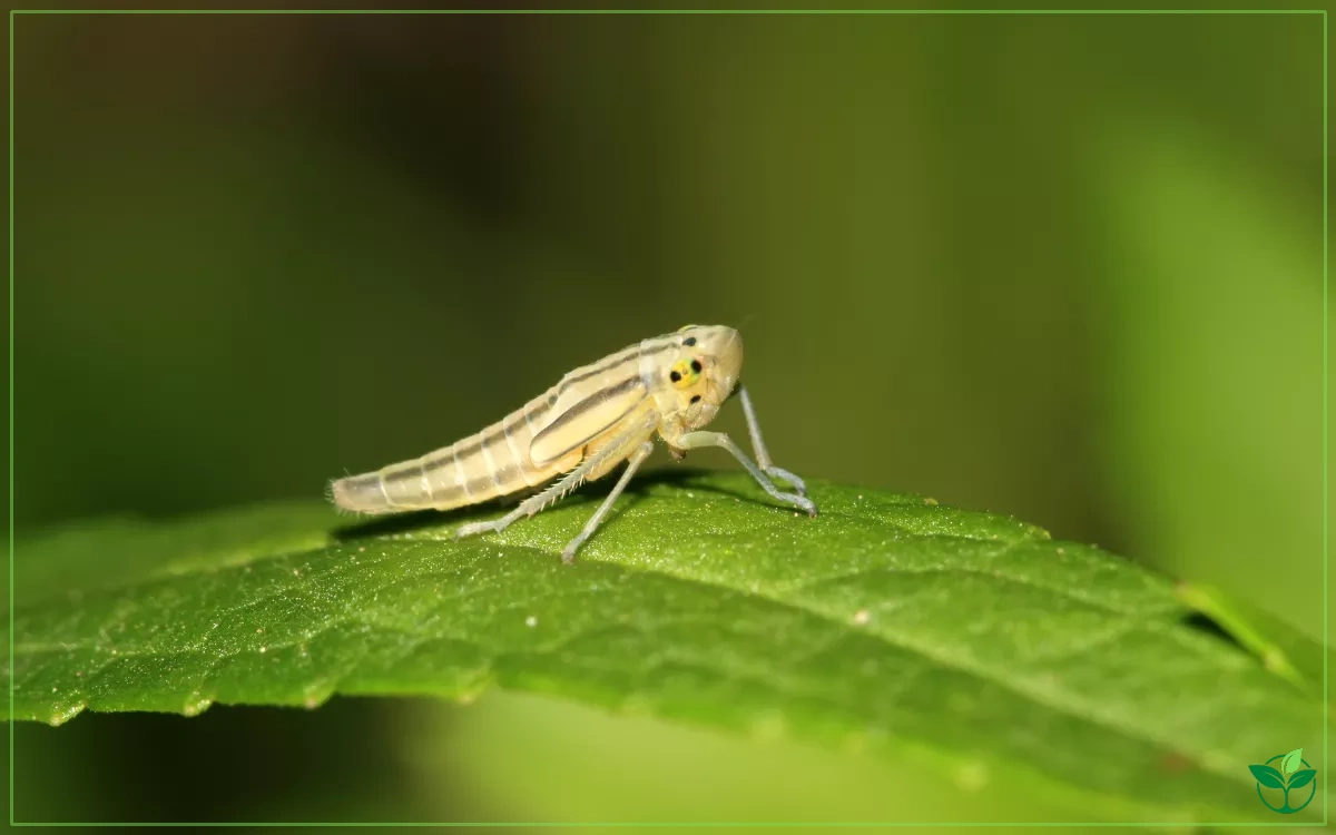 Yellow-Striped Leafhopper