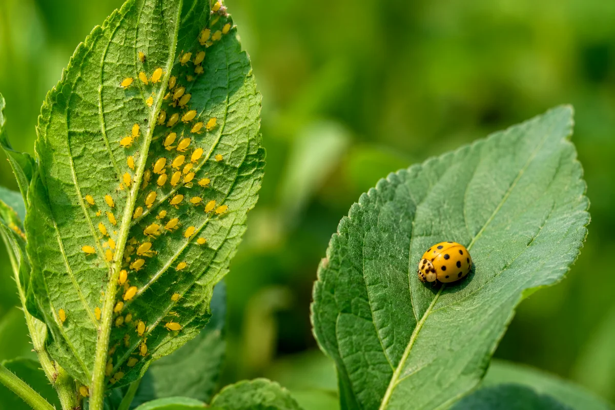 types-of-yellow-bugs