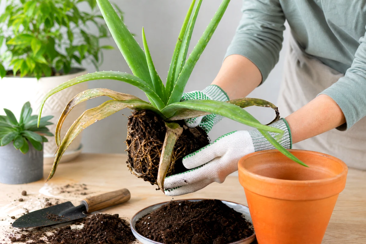 save dying aloe vera plant