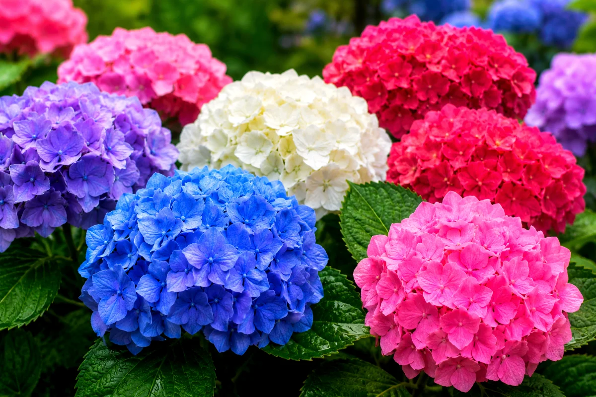 hydrangea-colors
