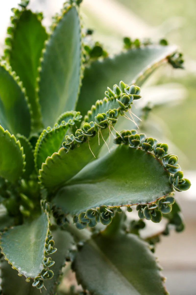 kalanchoe-Mother-of-Thousands