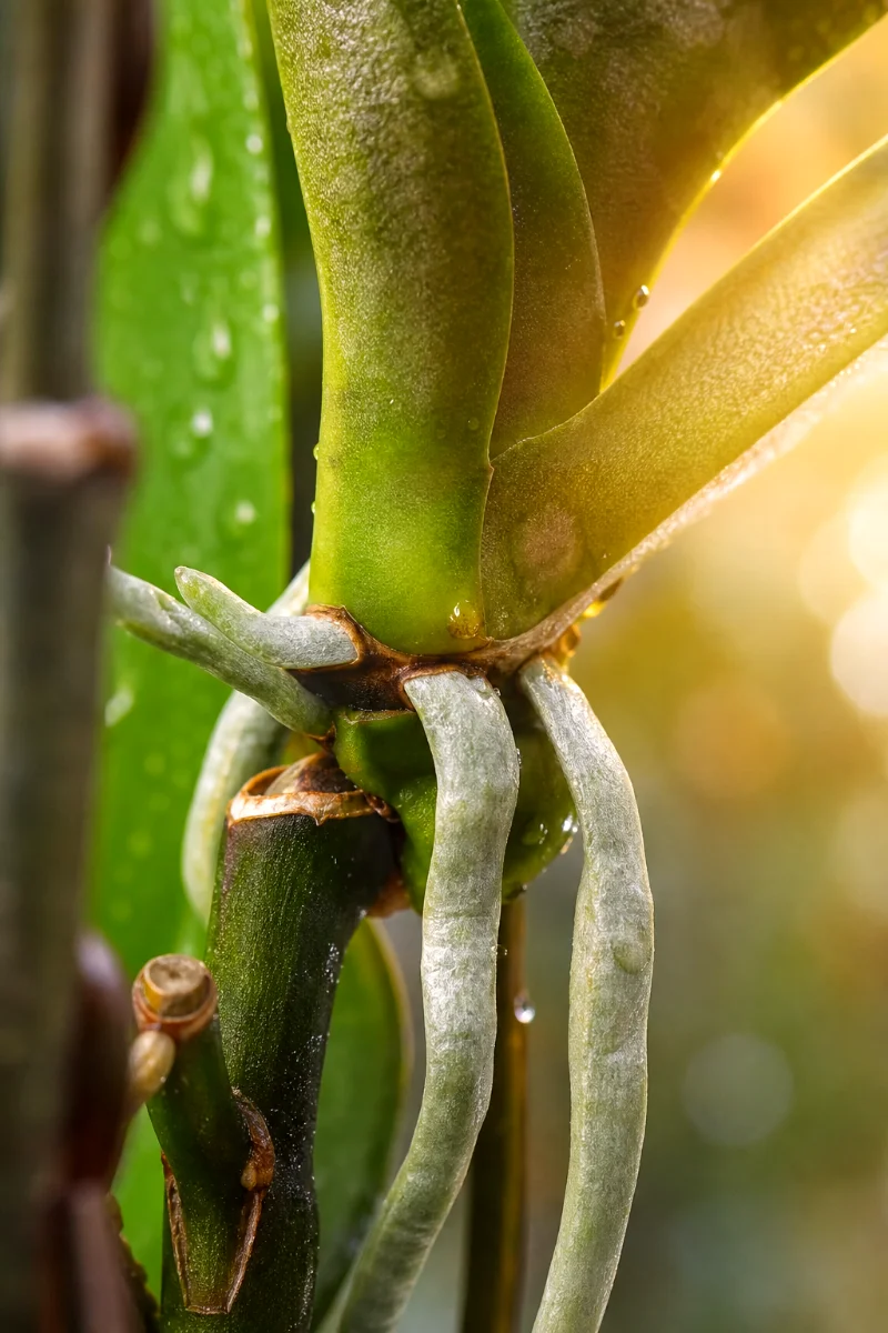 orchid-keiki-aerial-roots-node