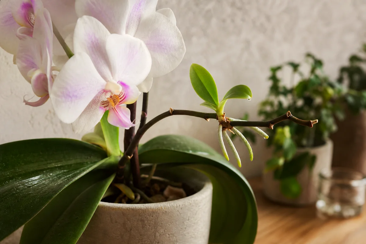 phalaenopsis-orchid-keiki-flower-spike