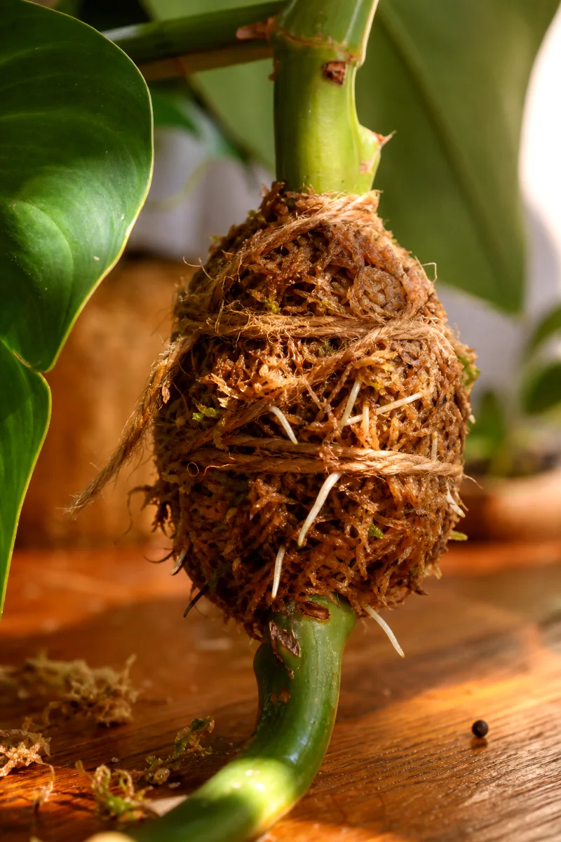 philodendron-air-layering-sphagnum-moss
