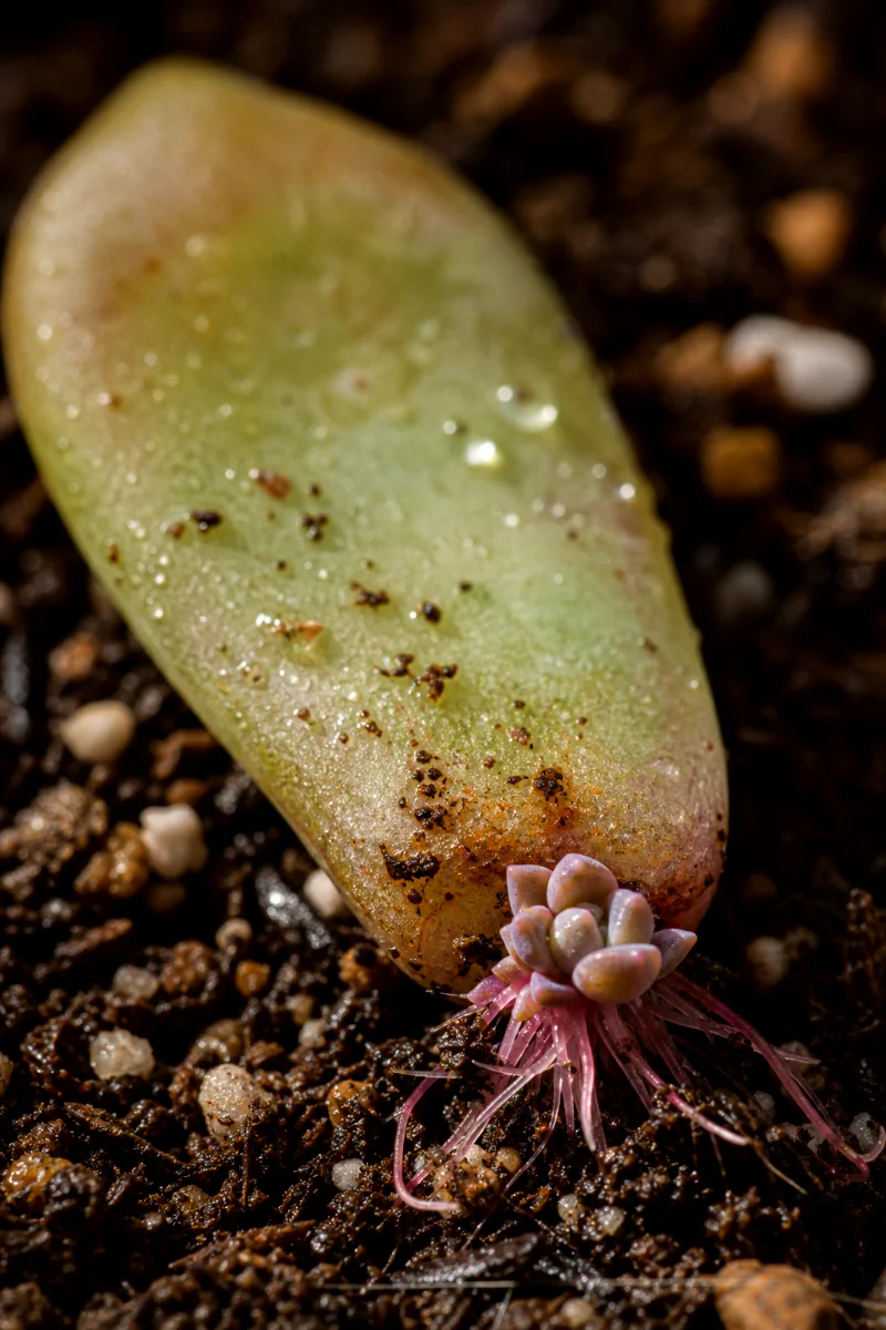 succulent-leaf-propagation-roots-baby-rosette