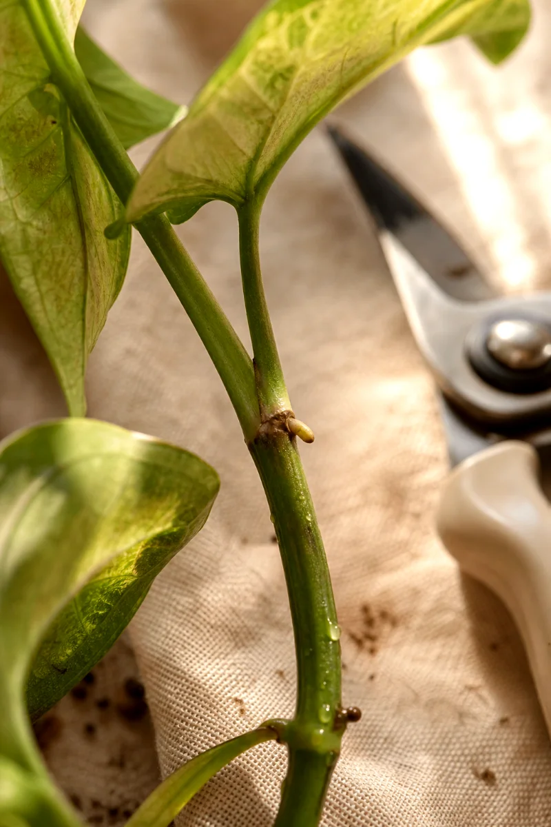 syngonium-node-cutting-point-aerial-root