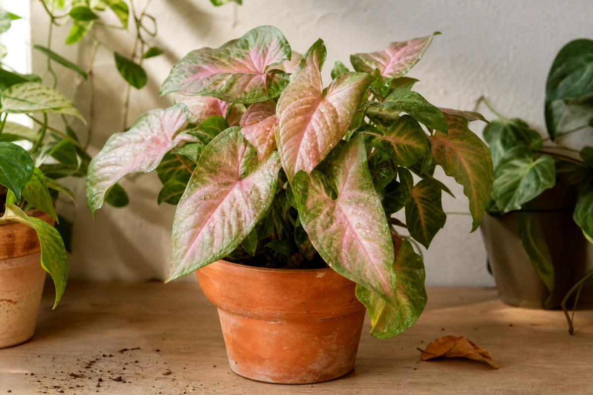 syngonium-propagation-pink-allusion-arrowhead-plant