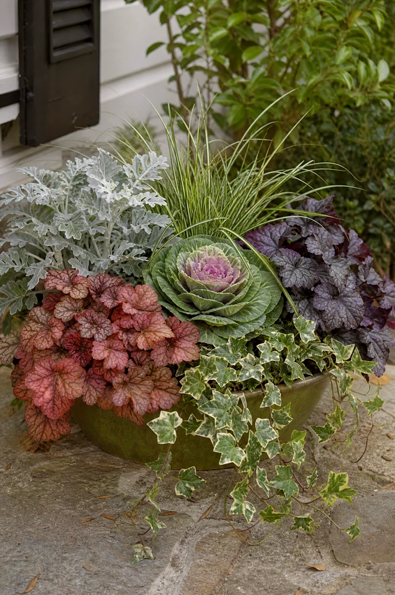 All-Foliage Fall Container Ornamental cabbage, heuchera, dusty miller, carex, and ivy in a flowerless fall planter