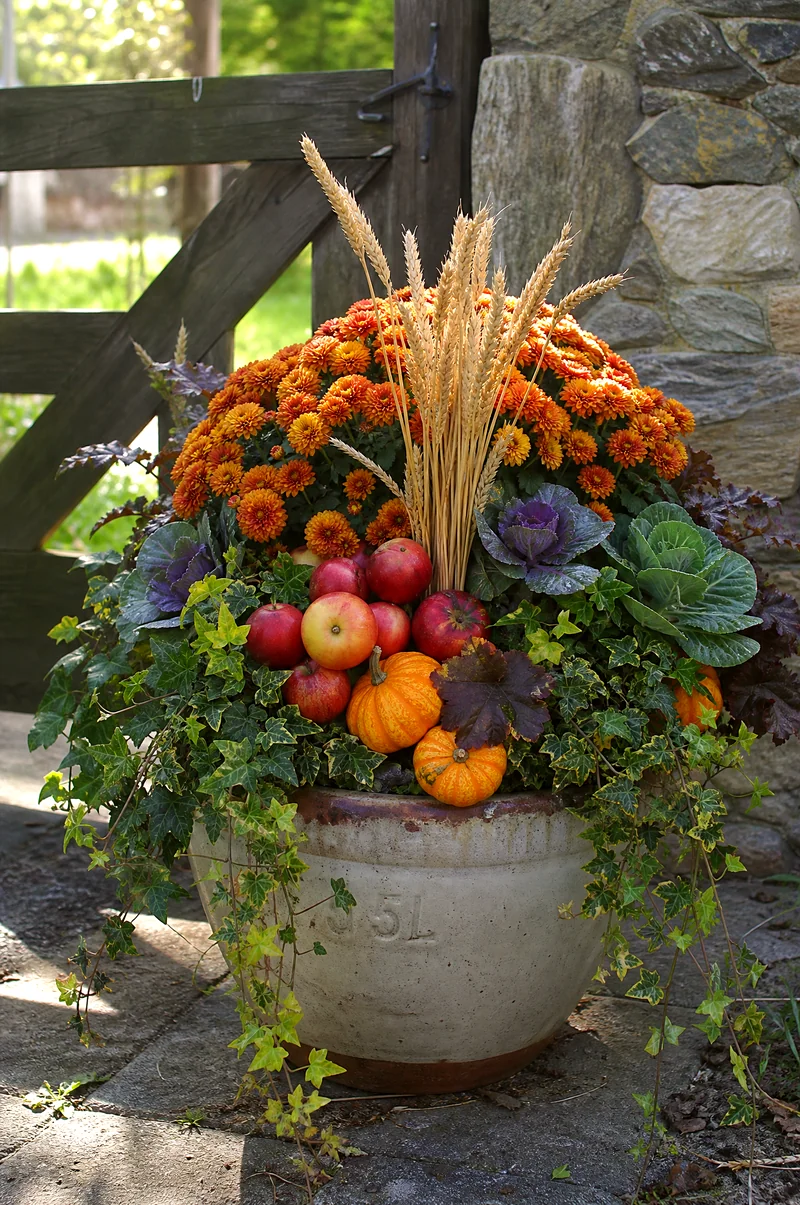 Apple Harvest Fall Container Mums, ivy, ornamental kale, red apples, wheat, and mini pumpkins in a harvest container